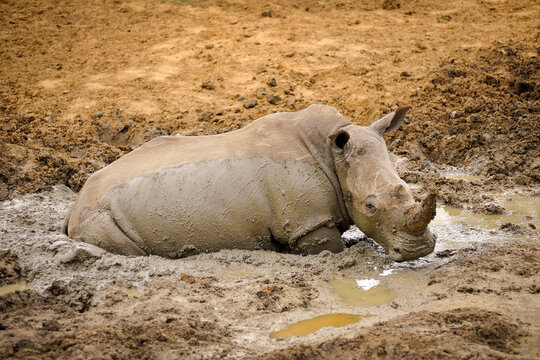A horizontal shot of a white rhino mother taking a mud bath and submerged in the mud,  looking at the camera, Madikwe, South Africa