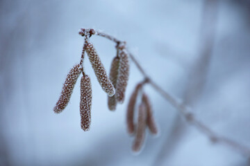 Hazel catkins on a tree branch covered with snow and ice. Forest in winter, frost weather