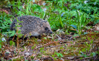 European hedgehog on forest path among green grass.