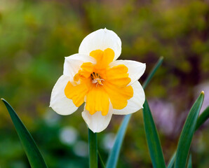 Beautiful blooming yellow-white narcissus in the spring garden.