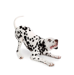 Funny Dalmatian dog on white background