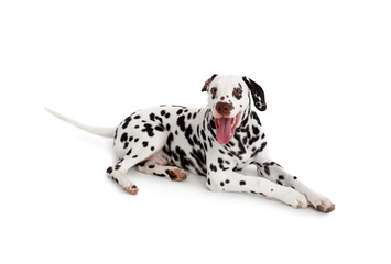 Funny Dalmatian dog lying on white background