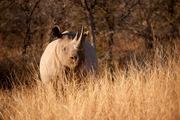 A close up portrait of the face, mouth, horns and eye of a black rhino grazing and looking straight...