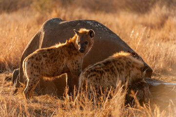 A horizontal shot of two large spotted hyenas, one eating from a dead elephant carcass and the other standing and looking towards the camera at sunrise, Madikwe, South Africa