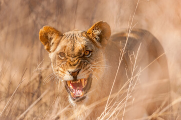 A dramatic close up horizontal action portrait of the face of a snarling lioness, baring her teeth...