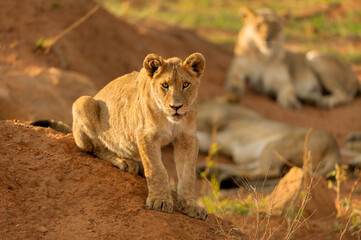 A young lion sitting on top of a mound of red sand, looking straight at the camera, in early morning light, Madikwe Game Reserve, South Africa