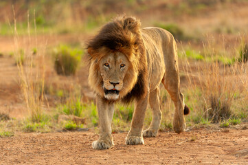 A horizontal shot of a large male lion with a big black mane walking towards the camera at sunrise through the bush, Madikwe Game Reserve, South Africa