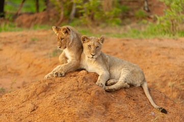 A horizontal shot of two young lion cubs lying and playing on top of a mound of red sand, in the early morning light, Madikwe Game Reserve, South Africa