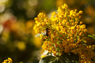 Bee collects nectar on blossoming beautyful yellow Mahonia repens - honey tree