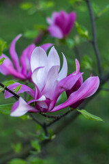 Fototapeta premium Gentle flowering magnolia purple color in spring garden