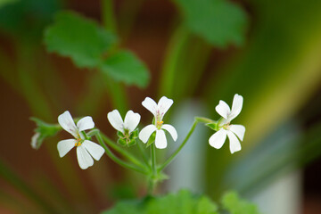 アップルゼラニウムの花　学名：Pelargonium odoratissimum　 別名・別読み： シロバナニオイテンジクアオイ（白花匂天竺葵）