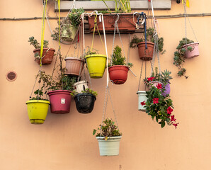 flowers in coloured pots on the wall
