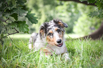 Puppy of australian shepherd is lying in the nature. Summer nature in park.