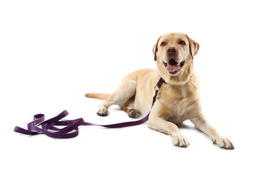 Funny Labrador dog with leash lying on white background
