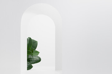 White arches decorated green ficus leaves with perspective as elegant stage template for presentation cosmetic product, goods, design, advertising in fresh spring eco simple style, copy space.