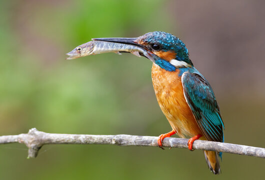 Common kingfisher, Alcedo atthis. The male catches pike fry and brings them to feed the chicks