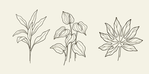 Set of cordyline fruticosa, anthurium, fatsia japonica. Tropical foliage