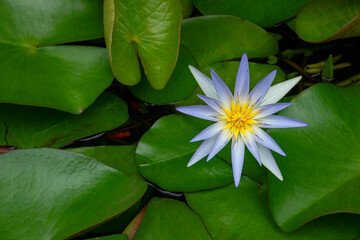 Blue lotus flower or a water lili resting against a bed green leaves in a pond or a lake, exotic...
