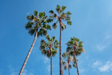 Fototapeta premium Looking up at a cluster of tall, healthy palm trees against a blue sky, view from below of tropical trees in a sunny day, concept for summer vacation, travel in exotic destinations or weekend getaways