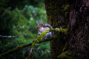 squirrel on tree