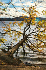 Tree still alive with yellow leaves after falling over at Laacher See, a volcanic lake in Germany.