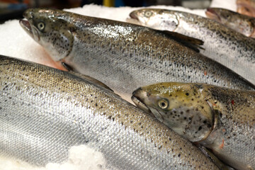 Fresh salmon fish on ice in a market stall