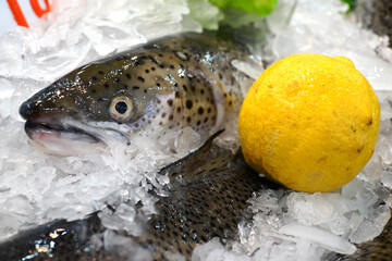 Fresh salmon fish on ice in a market stall