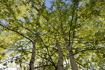 Group of Birch trees with green fresh leaves and buds is on a blue sky background in a park in spring