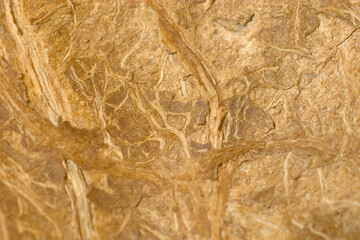 Texture of Coconut shell