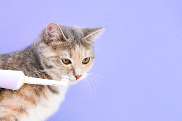 cleaning the cat's teeth in the veterinarian's office. health check of pets.