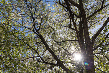 An apple branch with white flowers and green fresh leaves and buds is on a blurred background in a park in spring