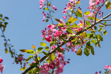 Blooming apple tree with pink flowers and green fresh leaves and buds is on a blue sky background in a park in spring