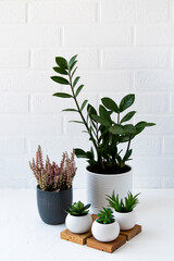 houseplants in pots-heather, zamiokulkas, succulents on a table near a white brick wall. home interior.