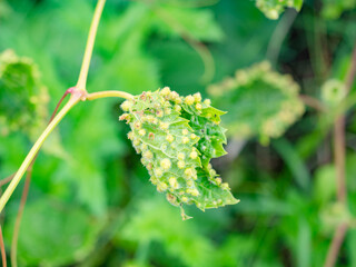 Many galls caused by phylloxera, Viteus vitifoliae, look like parasites.