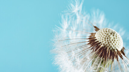 Macro nature. dandelion at sky background. Freedom to Wish. Dandelion silhouette fluffy flower. Seed macro closeup. Soft focus. Goodbye Summer. Hope and dreaming concept. Fragility. Springtime.
