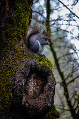 Fototapeta premium squirrel on a tree eating acorn,