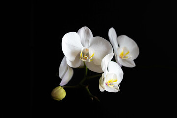 White phalaenopsis orchid flower isolated on black background. 