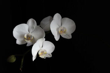 Naklejka na ściany i meble White phalaenopsis orchid flower isolated on black background. 