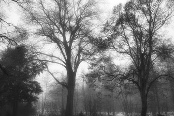 fog in the park