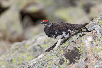Lagopède alpin (lagopus mutus) mâle au printemps marchant sur un rocher. Alpes. France