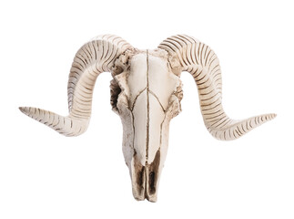 Fototapeta premium Skull of sheep on white background