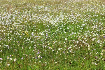 Blumenwiese