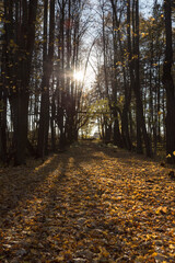 Obraz premium forest trail with green and dry yellow autumn leaves and sun beams rays of light shining through trees branches falling on ground forming shadows on surface