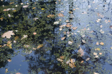 pond swamp bog water surface covered by yellow dry autumn leaves, green ooze and reflection of trees and branches. Filled frame close up wallpaper background