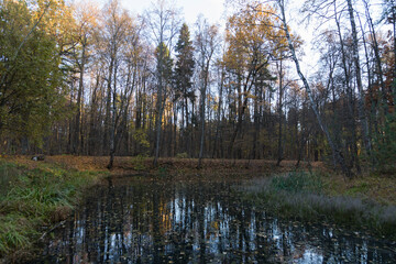 Fototapeta na wymiar swamp pond with autumn trees, branches with yellow leaves forming shadows and reflected on water surface