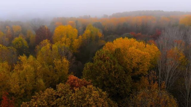 Flying over autumn forest in a very foggy day , aerial view. Beautifull colors, colored treetop and folliage. Silence,calm and mystery.

