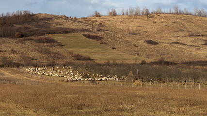 Large herd of sheep in rural area