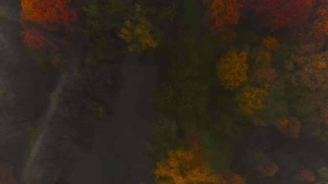 Aerial view of autumn colored forest into the fog, aerial shot. Drone fly over trees and colored treetop. Calm,silence and mystery.