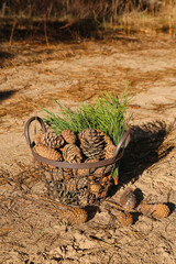 Basket with pine cones and fir branches in forest