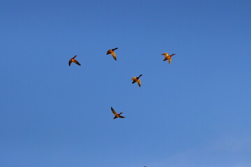 Male and Female Mallards in flight with a Blue Sky background, County Durham, England.